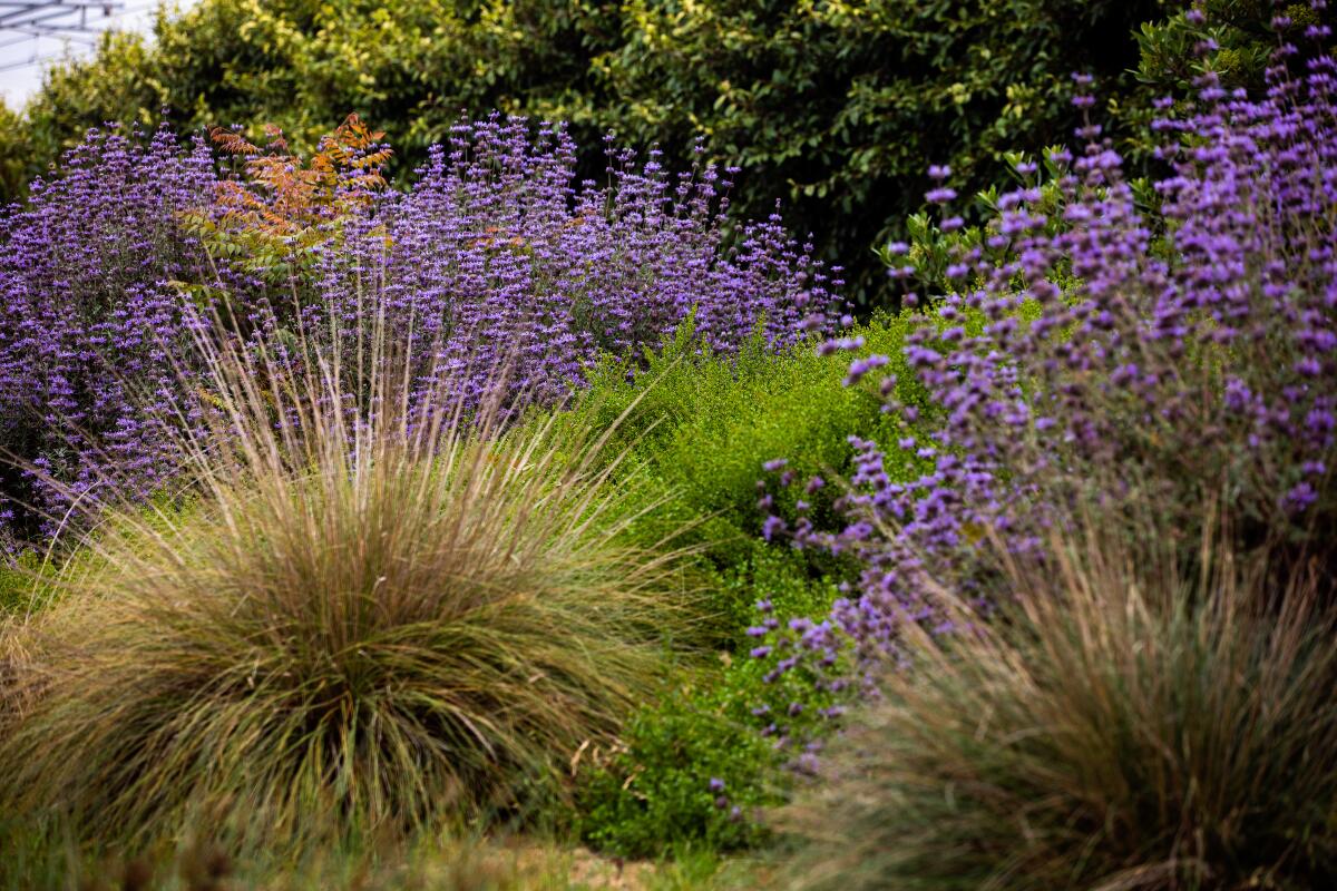 Bright purple clumps of Cleveland sage highlight spikey native deergrass at the Paul Koretz Westwood Greenway. 