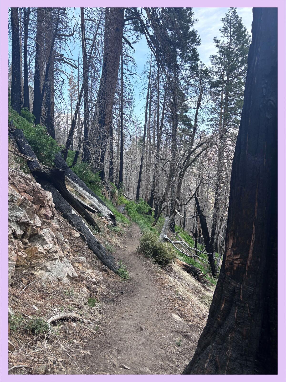 Trail with blackened trees both standing and laying on the ground.