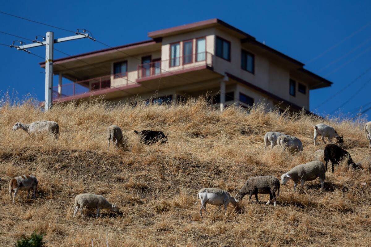 A large house looms over goats and sheep grazing on brown oat grass on a steep hill in Mount Washington.