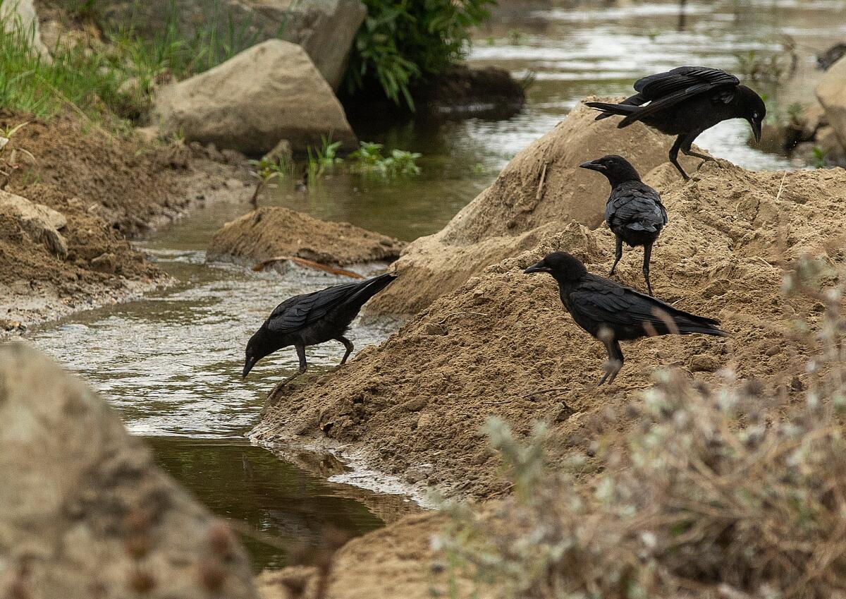 A cluster of crows gather along the bank of  the small creek that runs through the Westwood Greenway.