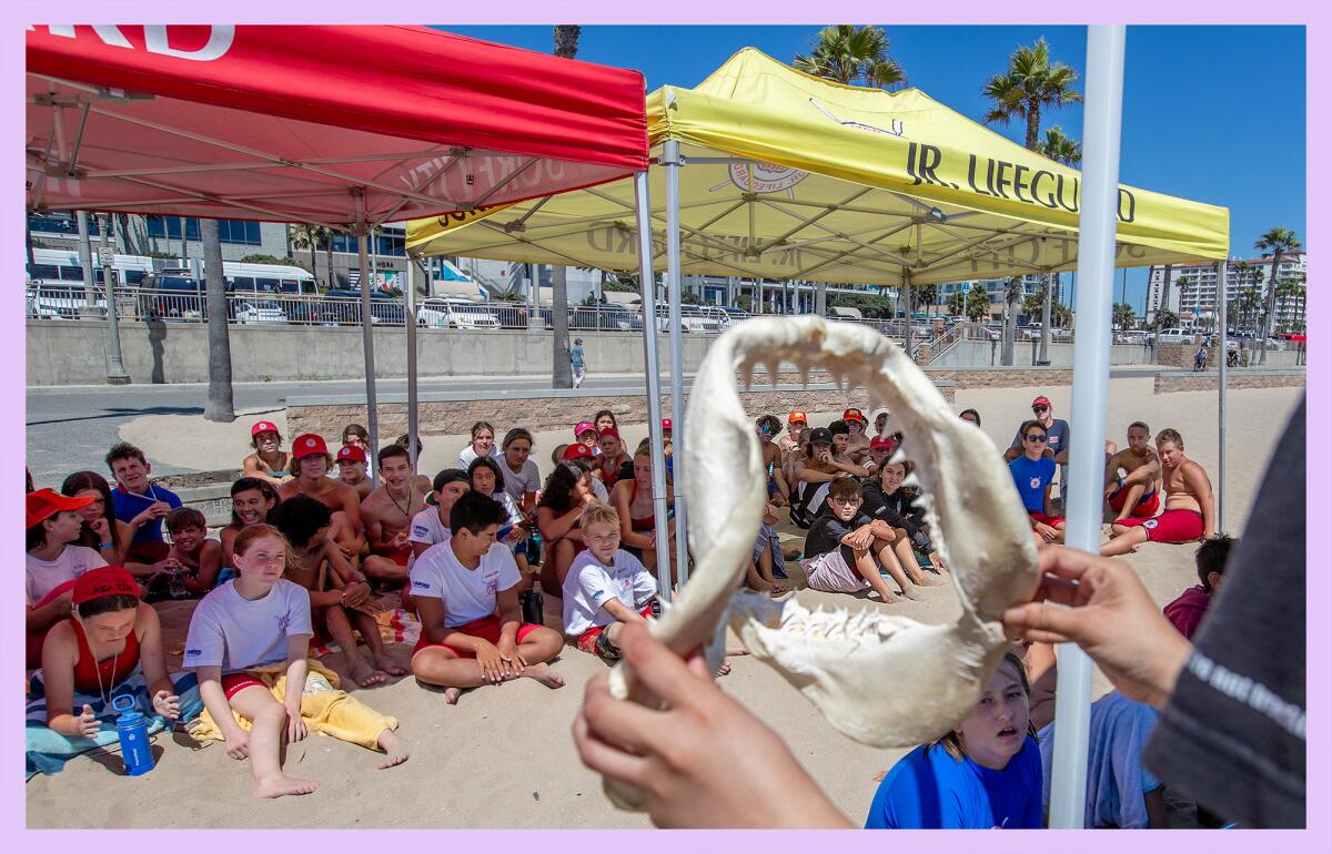 Shark Lab student assistant shows Junior Lifeguards a white shark jaw while giving a shark education presentation.