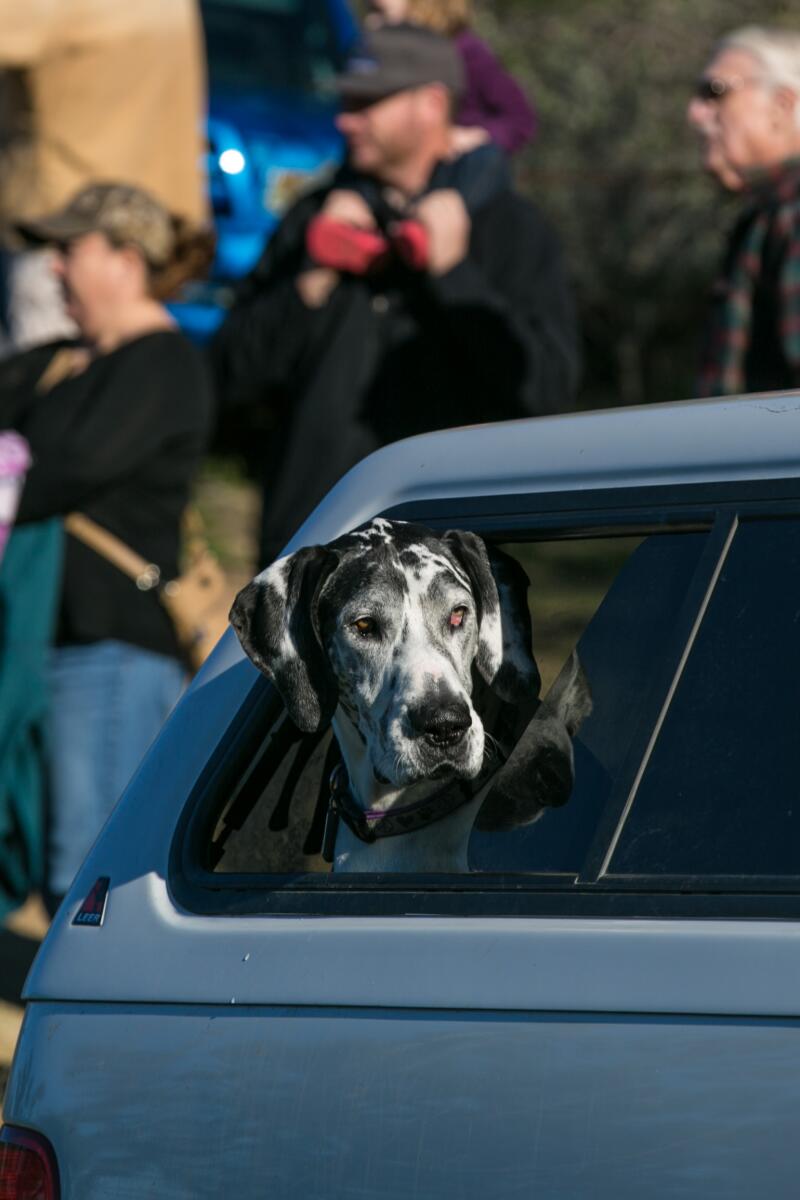 People (and dogs) gather to watch SpaceX.