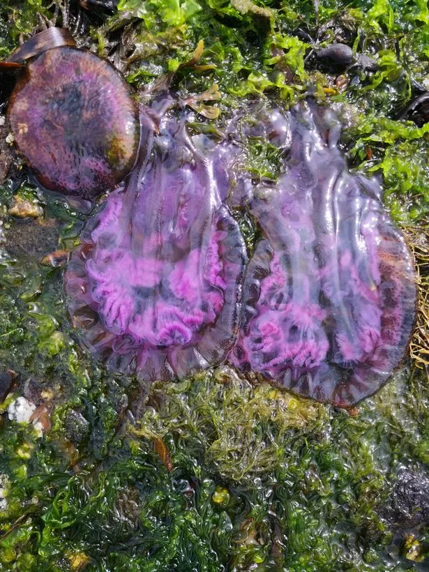 The jellyfish on a rock