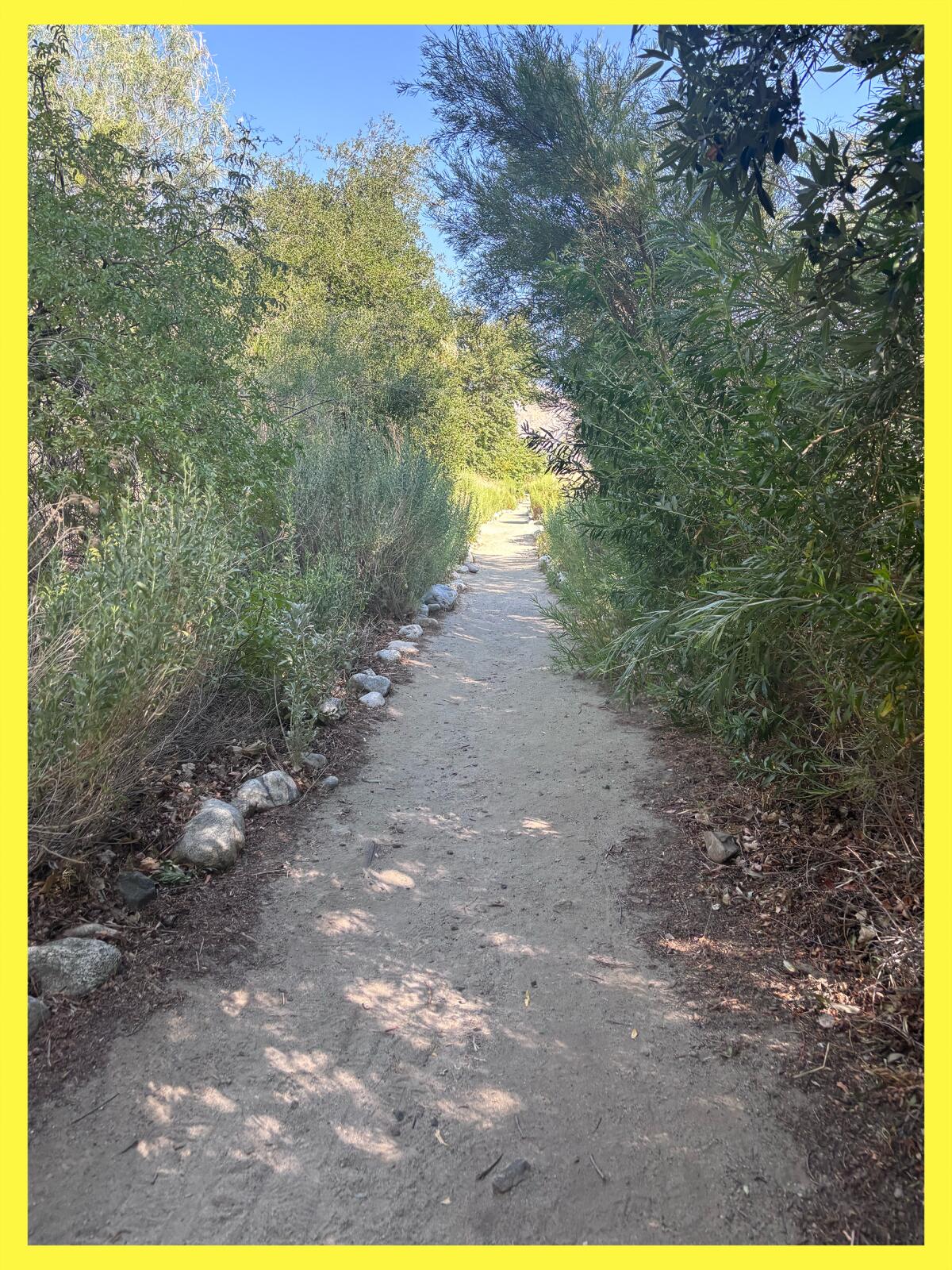 Trail surrounded by shrubs.