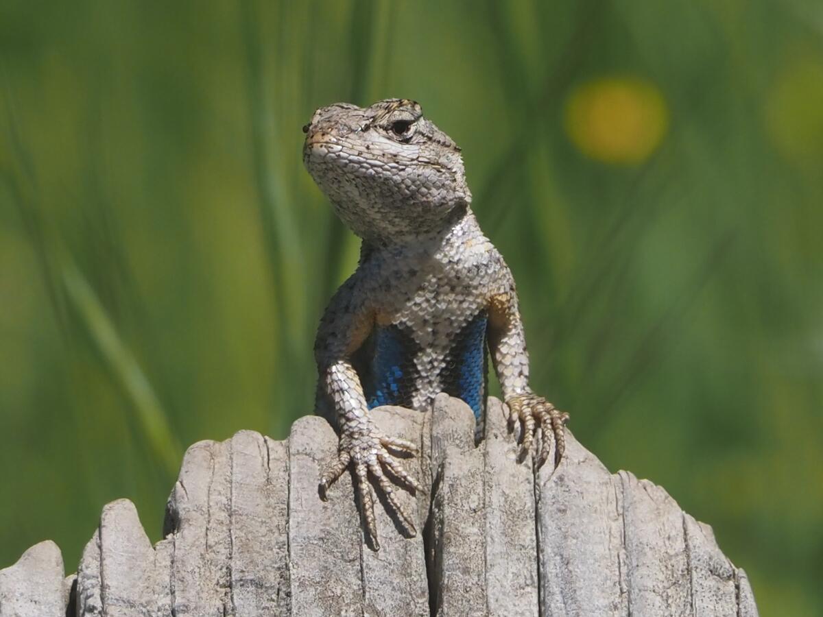 A western fence lizard — a.k.a. blue belly — presides over its domain from atop a stump.