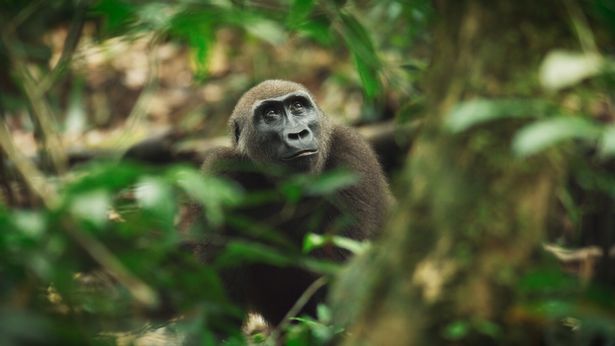 The Wild Ones raises the alarm bells for the world's most vulnerable species