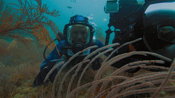 Bertie Gregory seeks out great white sharks in his new documentary