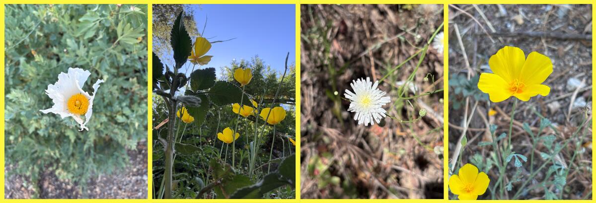A variety of white and yellow flowers side by side.