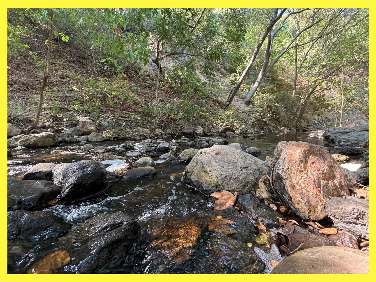 Creek flowing over rocks surrounded by trees.