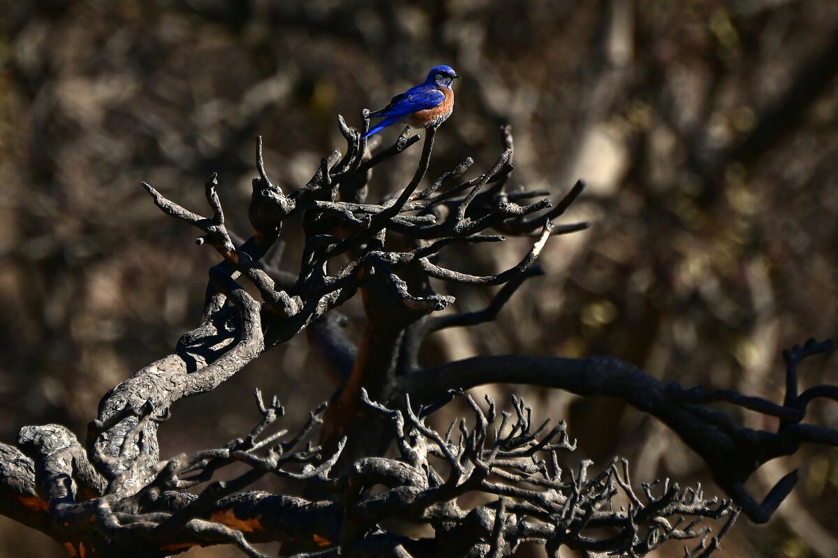 A western bluebird perches on a charred branch of a burned tree in the aftermath of the Eaton Fire.