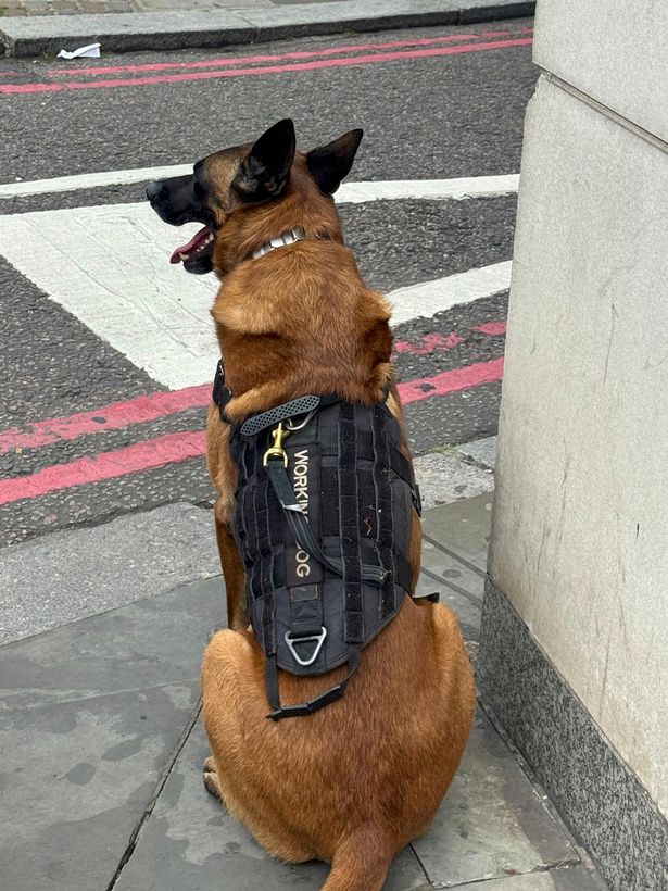 James Martin's dog 