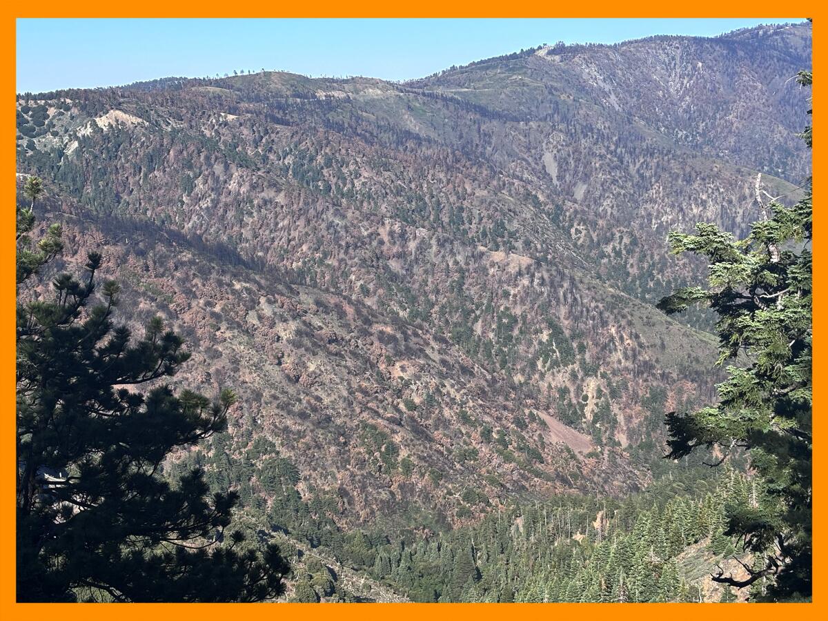 From the Mt. Baden Powell trail, hikers can see a portion of the Bridge fire burn scar.