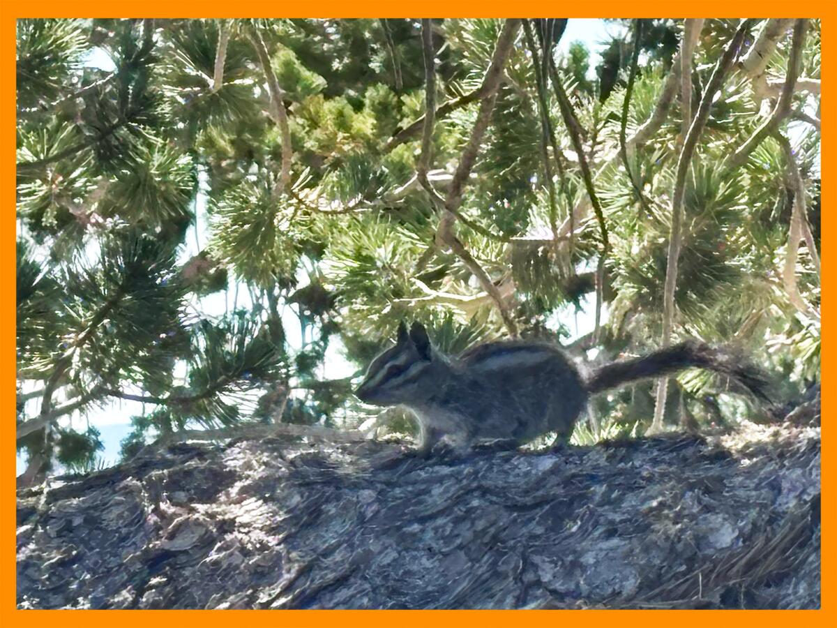 Chipmunks are easy to spot on the Mt. Baden Powell hike through the San Gabriel Mountains.