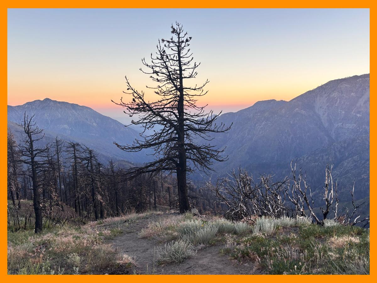 Several burned trees near Inspiration Point near Wrightwood.