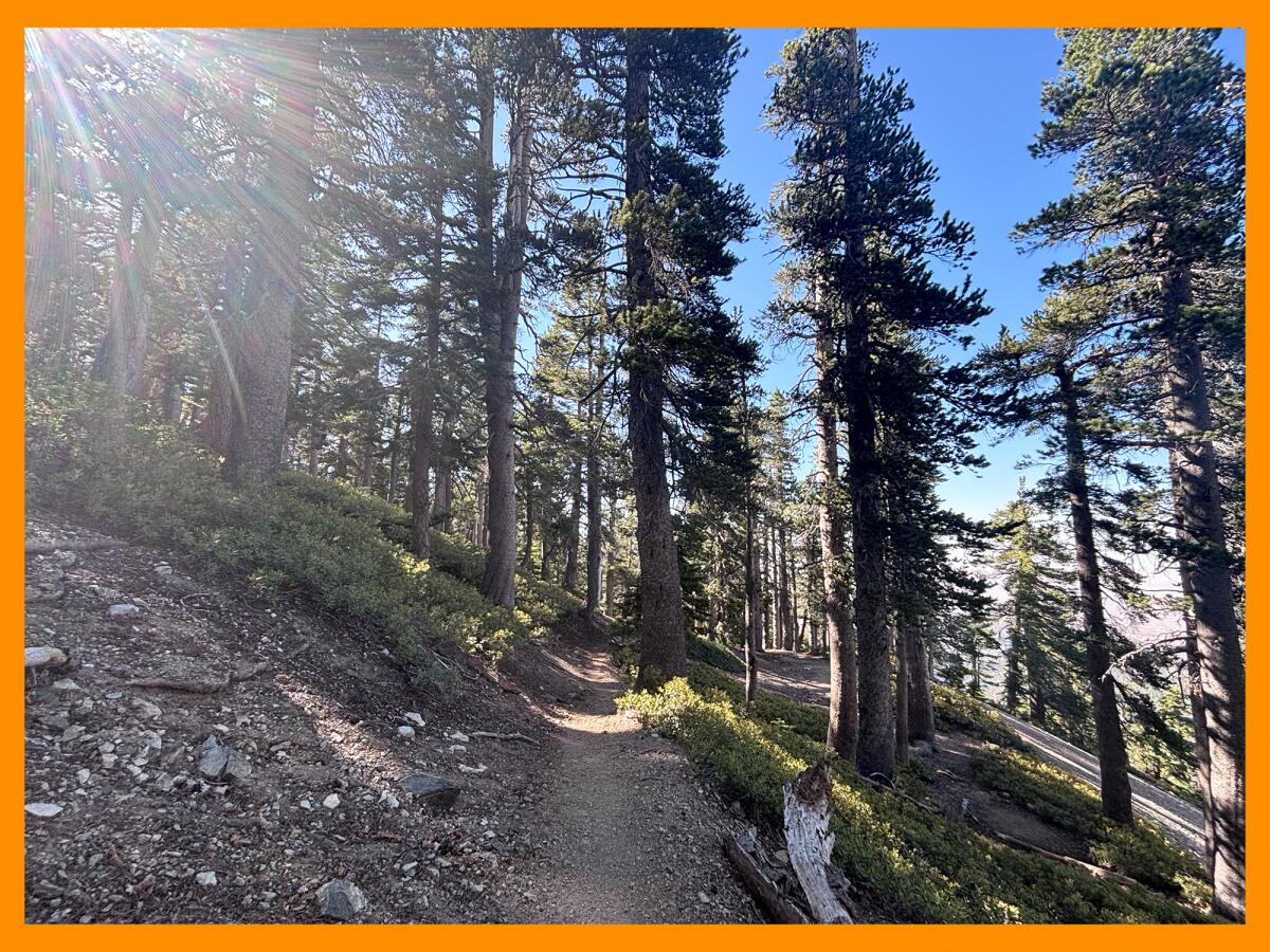 The hike to Mt. Baden Powell was thankfully spared in the Bridge fire and has hundreds of lush green shade trees.