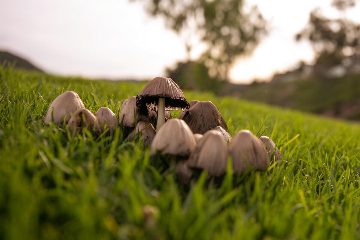 several small light brown mushrooms huddled in green grass