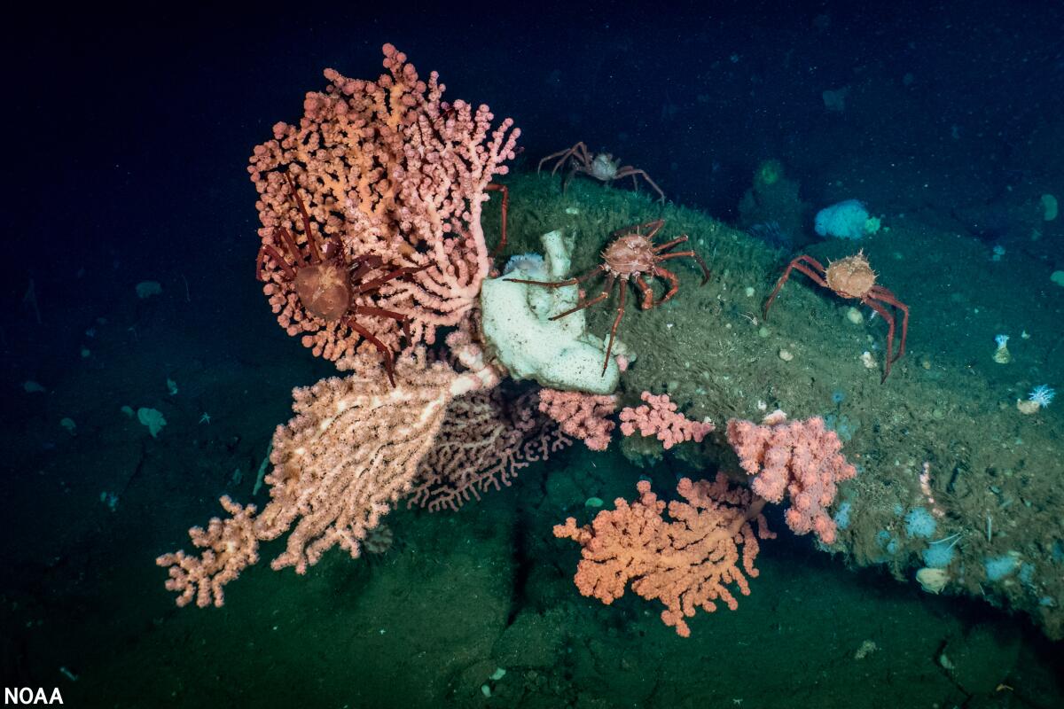 Deepwater bubblegum coral observed during a 2020 exploration of the Santa Lucia Bank off the central coast of California. 