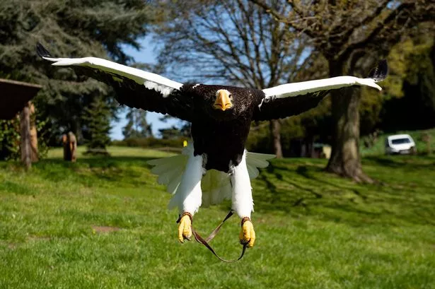 a Steller's Sea Eagle at Warwick Castle