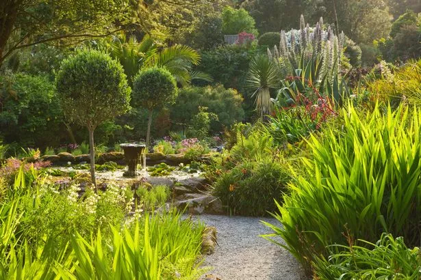 TRESCO ABBEY GARDEN, TRESCO, ISLES OF SCILLY: POOL WITH OLEA EUROPEA ON THE MIDDLE TERRACE