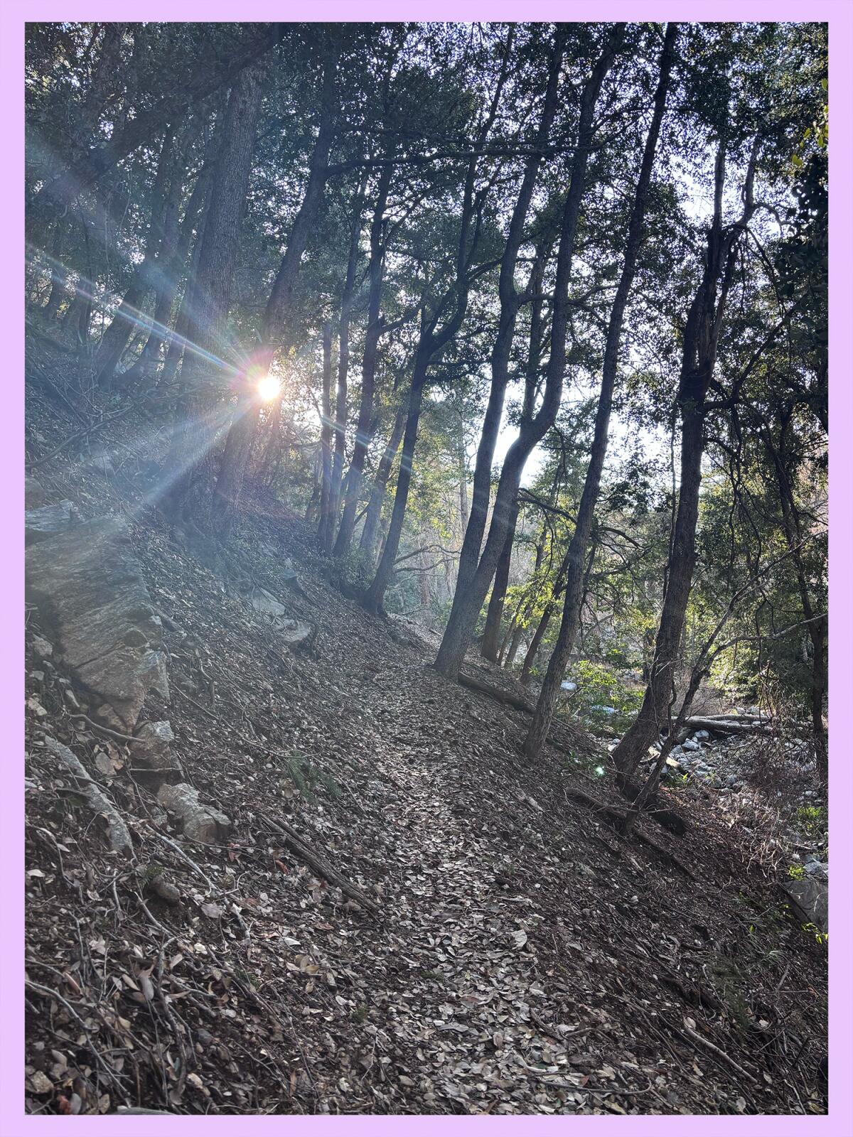 Sun peeking through trees on a shaded path through the woods.