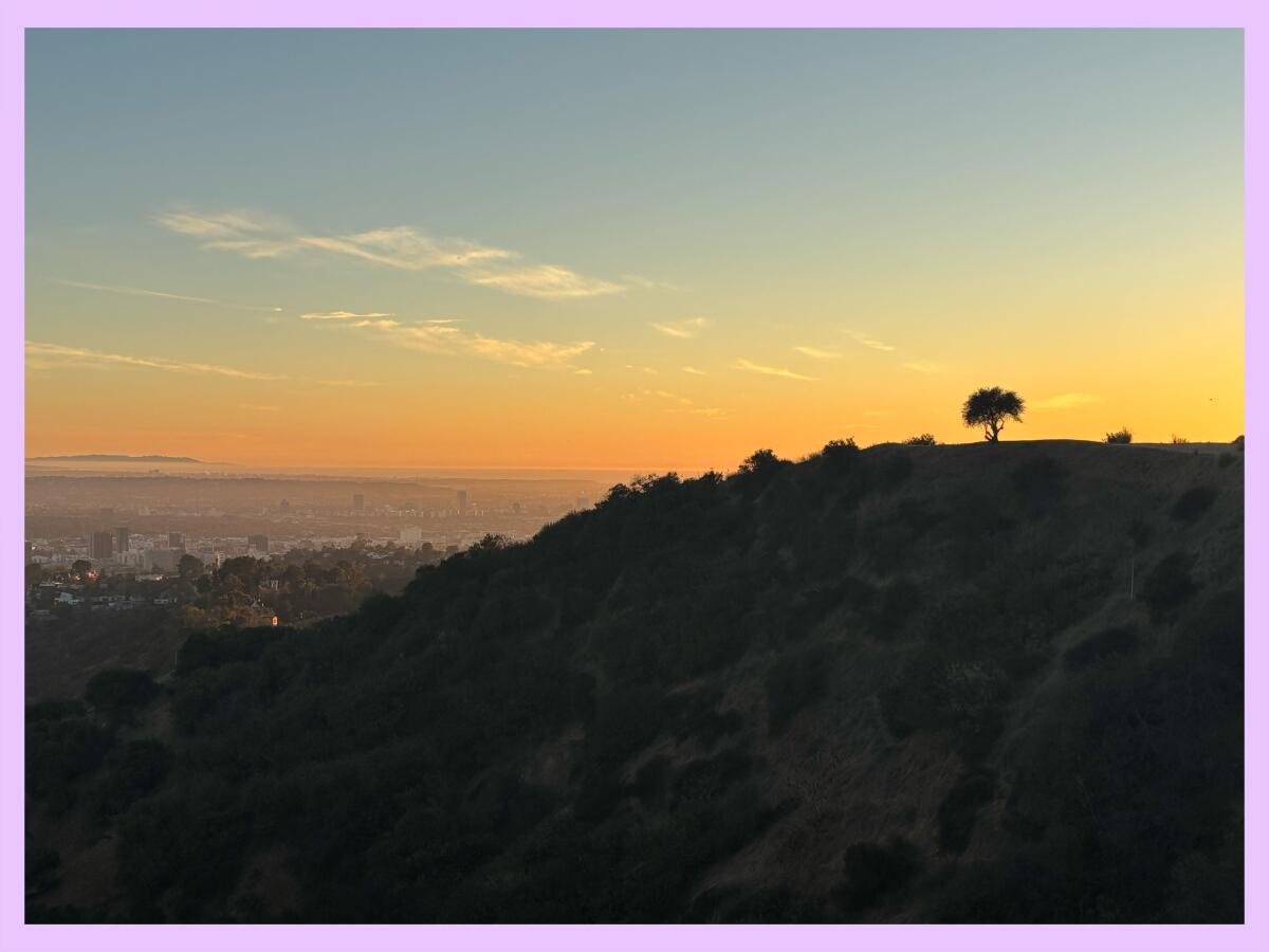 Sun set falling behind a hill near Griffith Park silhouetting a lone tree.