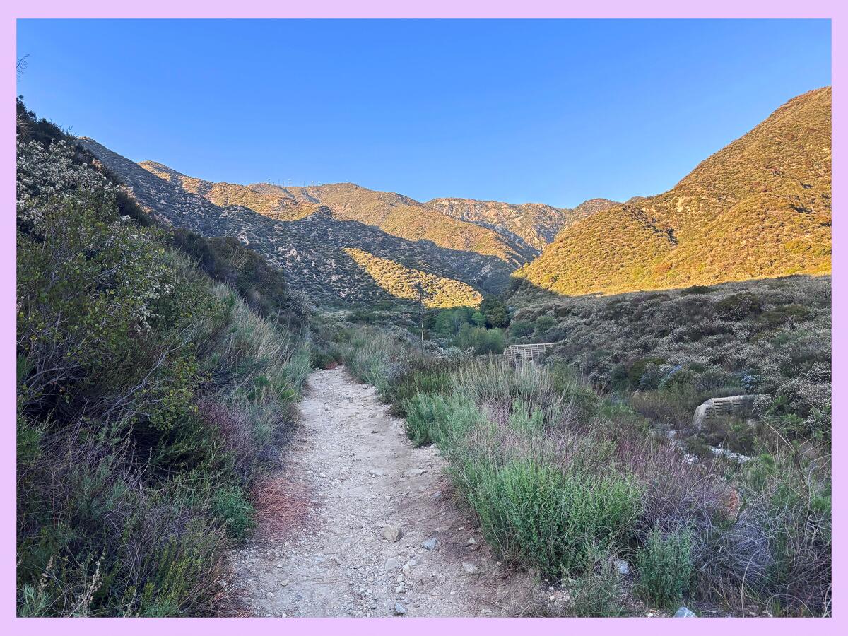 Shaded path lined with shrubs headed toward a glowing hillside.