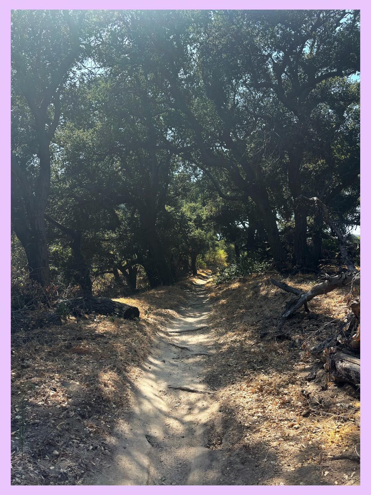 Oaks shade a path through a forest.