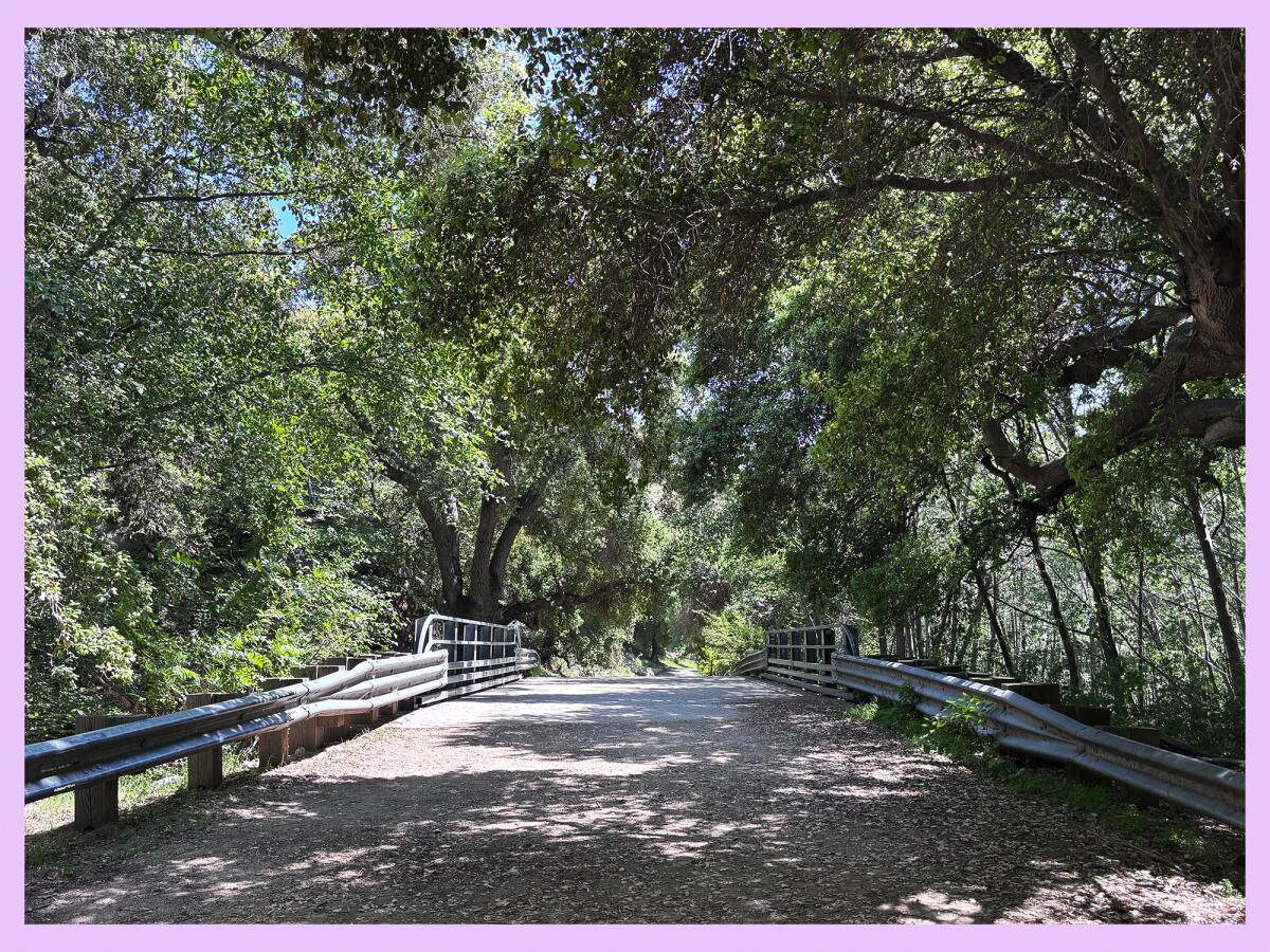 Tree covered trail with rails on the edges of the path.
