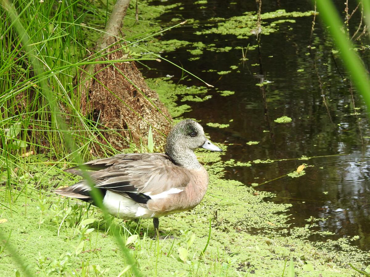 A wigeon, small duck, sitting around the Madrona Marsh.