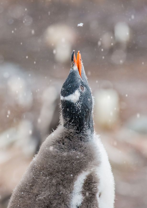 A penguin