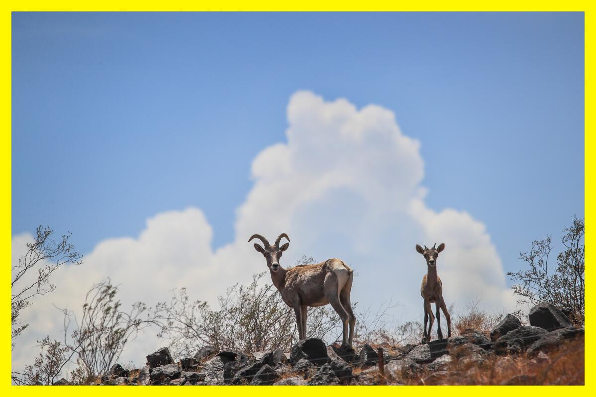 An adult bighorn and lamb stand on a rocky ledge.