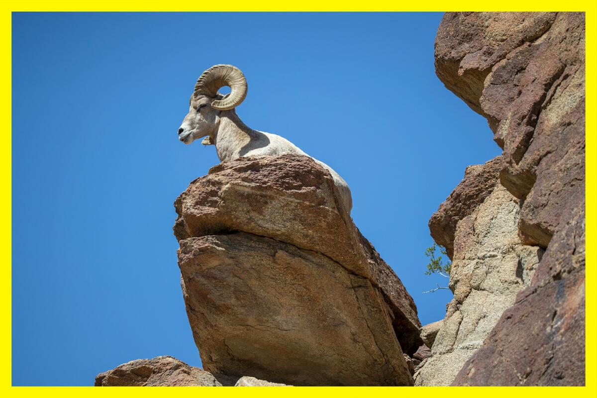 A bighorn sheep with large horns lies on a reddish brown boulder.