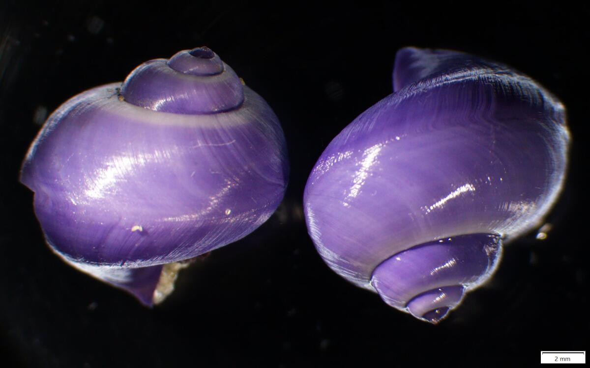 Anya Štajner recently spotted this rare species of pelagic sea snail known as Janthina washed up on the beach in La Jolla. 