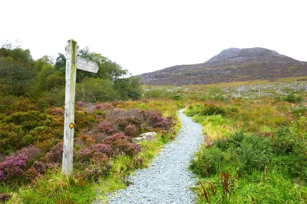 Rhinog National Nature Reserve, Gwynedd, Snowdonia, Wales, UK. This nature reserve lies in the centre of the Rhinogydd mountains. Much of the reserve consists of a broad expanse of upland heath and is of particular importance for birdlife.The Cambrian Way is a mountain and hill  walking route from Cardiff in South Wales through the higher parts of central Wales to Conwy on the North Wales Coast. Around 290 miles in length, it uses established public paths but at times crosses countryside where there is no defined path but where a right to roam exists. The Cambrian Way passes through the Rhinog Mountain range. The entire area of the Rhinogs is located within the Snowdonia National Park.