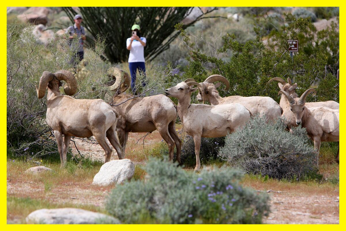 Visitors watching Peninsular bighorn sheep eating the growing vegetation.