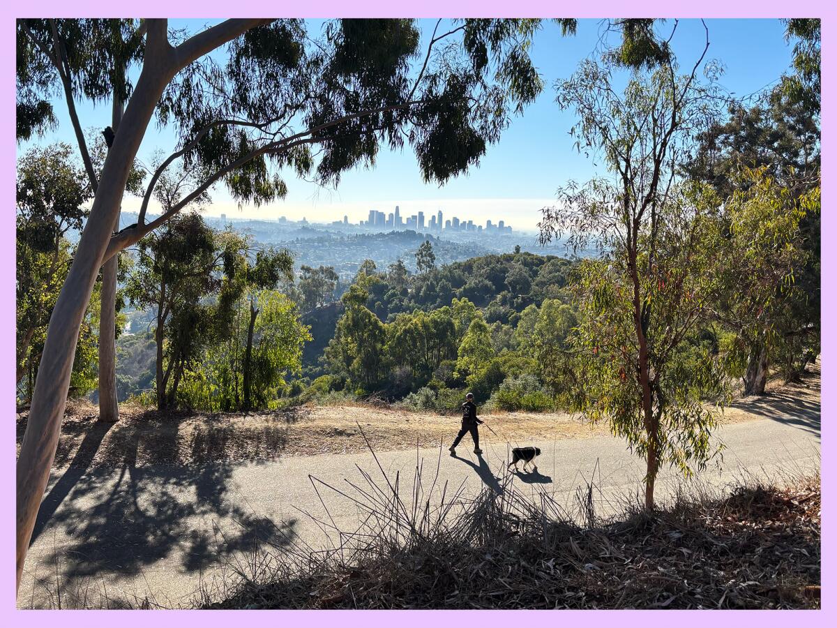 Man walking his dog down partially shaded trail overlooking the downtown L.A. skyline.