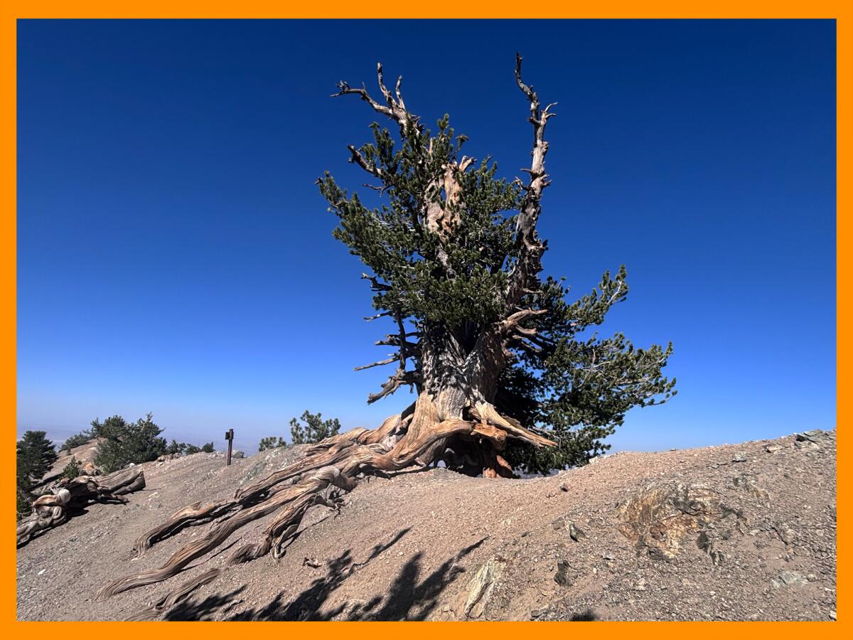 The Wally Waldron Tree perched on a ledge parallel to the Mt. Baden Powell trail. 