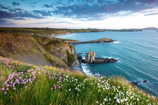 Wild flowers on the cliffs of Whitesands bay on the Pembrokeshire coast path near St Davids at sunset