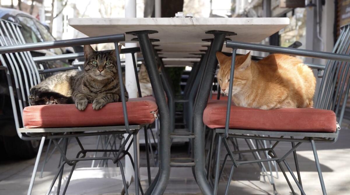 Two cats sit on dining room chairs.