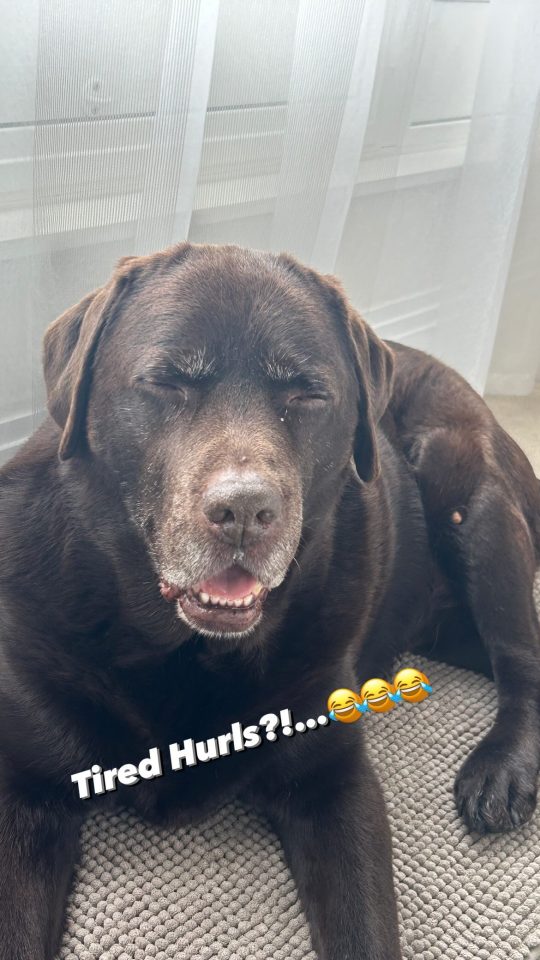 Photo of a chocolate Labrador dog lying down with its eyes closed and mouth slightly open.  The text "Tired Hurls?..." is superimposed on the image.