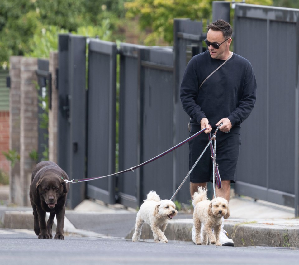 Ant McPartlin walking three dogs.