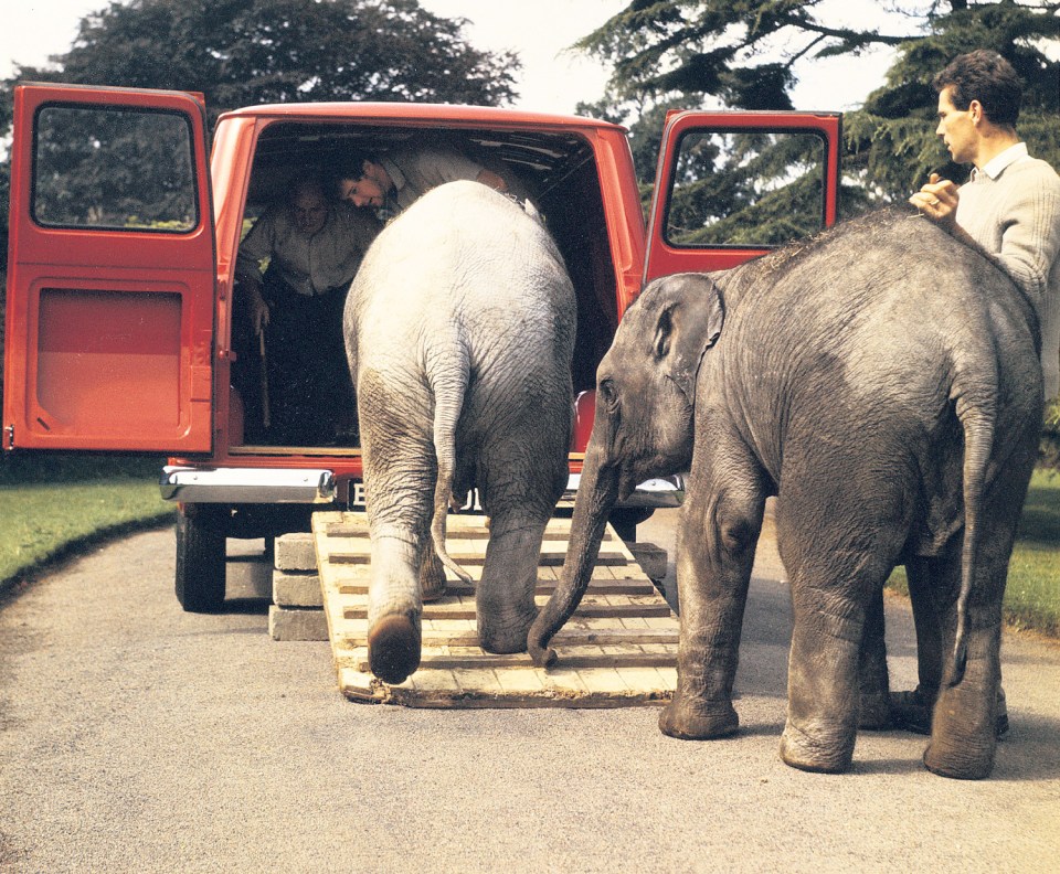 Two elephants being loaded into a van.