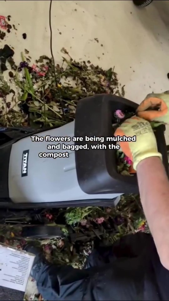 Flowers being mulched and bagged for compost.