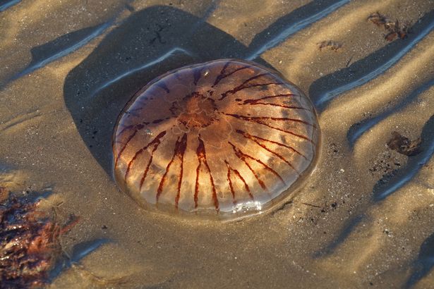 One of those jellyfish on the sand