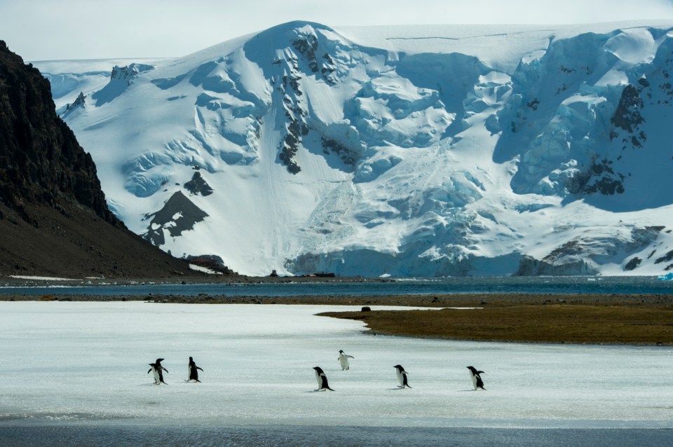 Adelie penguins walking on a frozen pond in Antarctica.