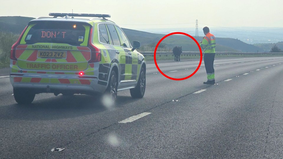 Cow on highway with traffic officer.