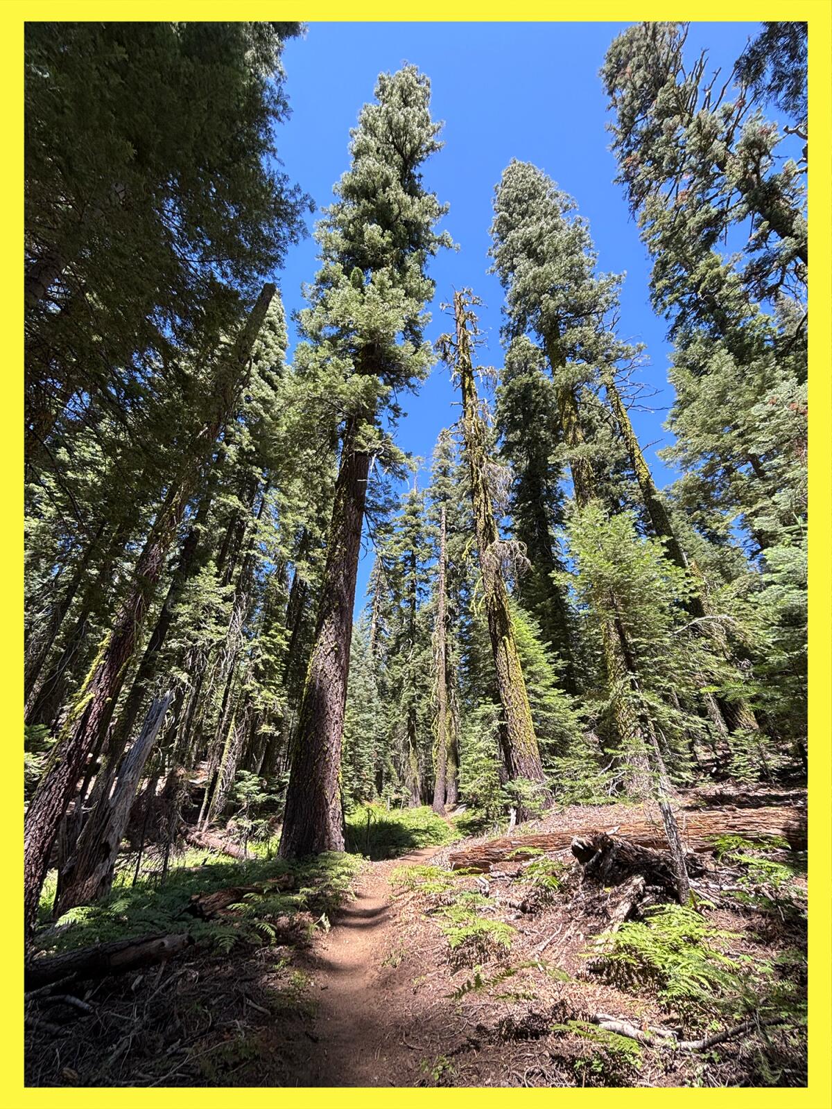 Massive pine trees and evergreens spotted during a hike.