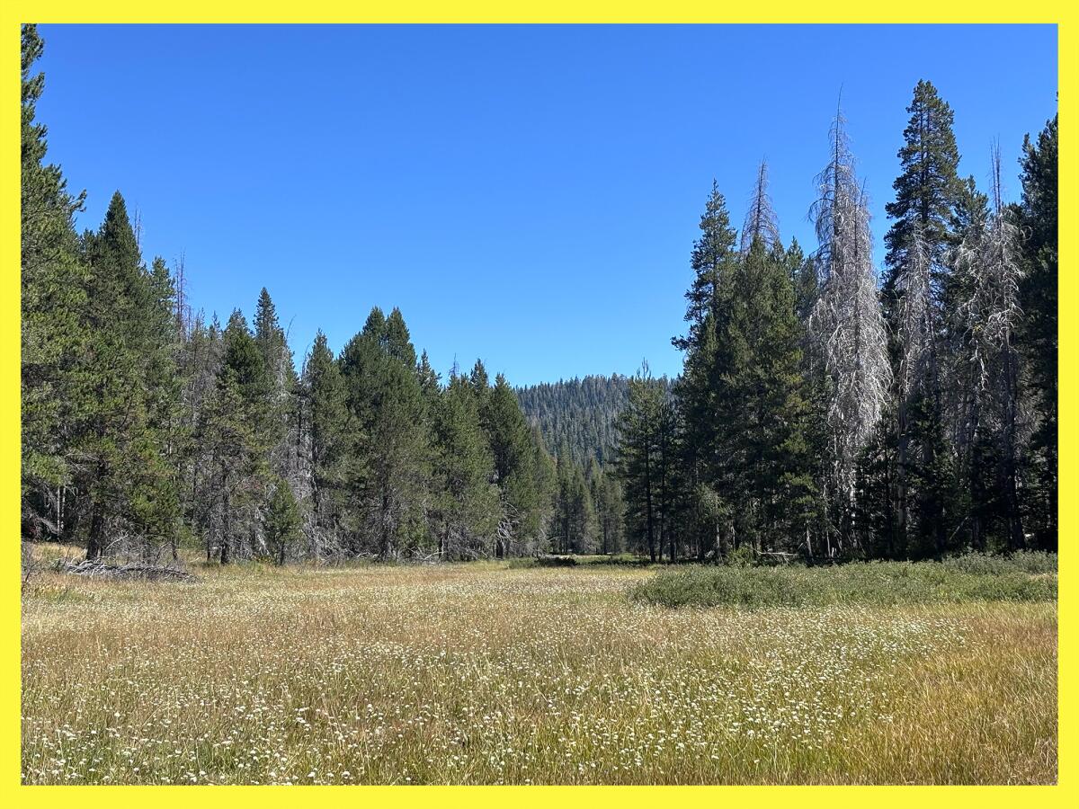The green and golden grasses of McGurk Meadow dappled with white flowers glowing in the August sun.