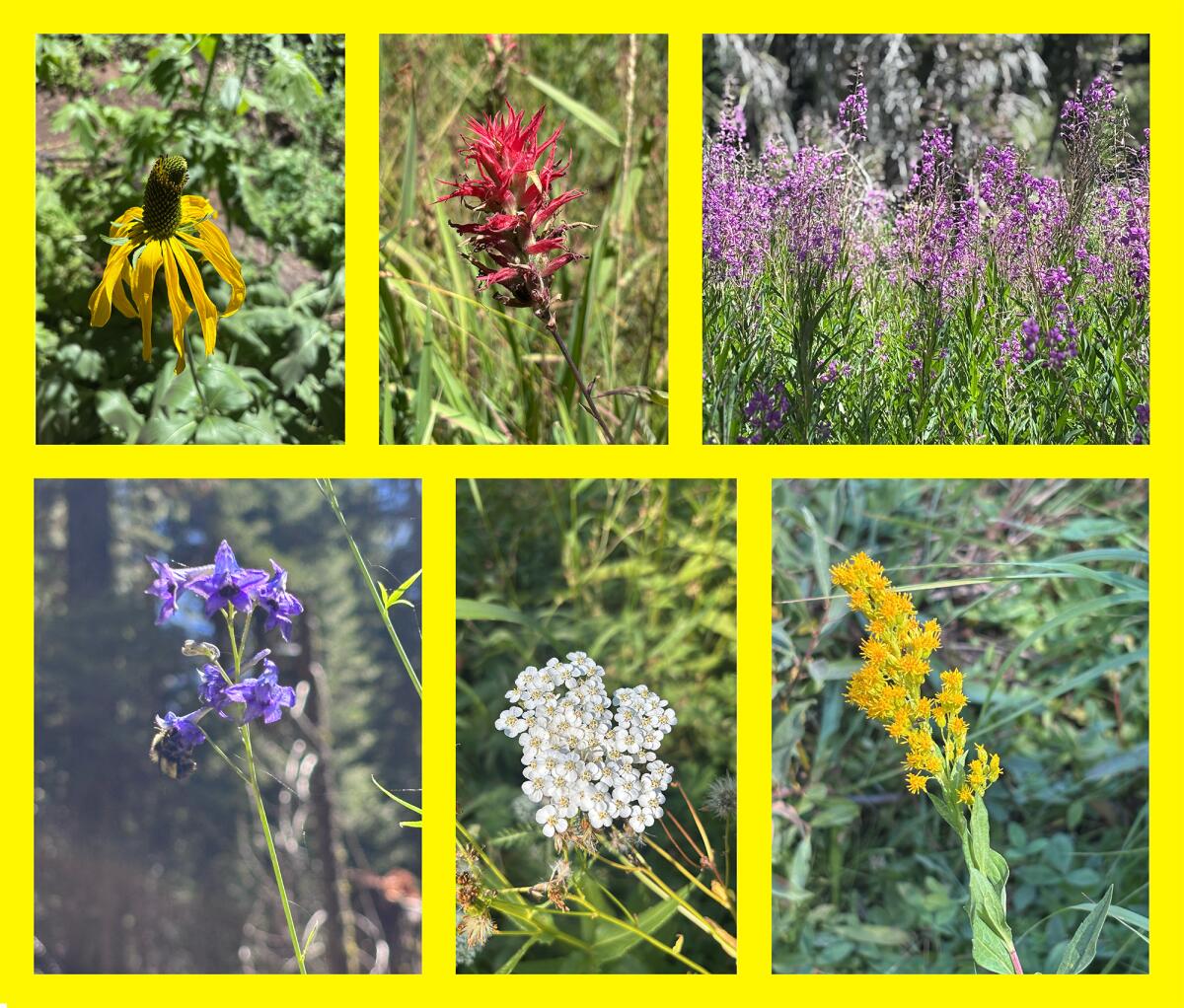 Set of flowers in Yosemite.