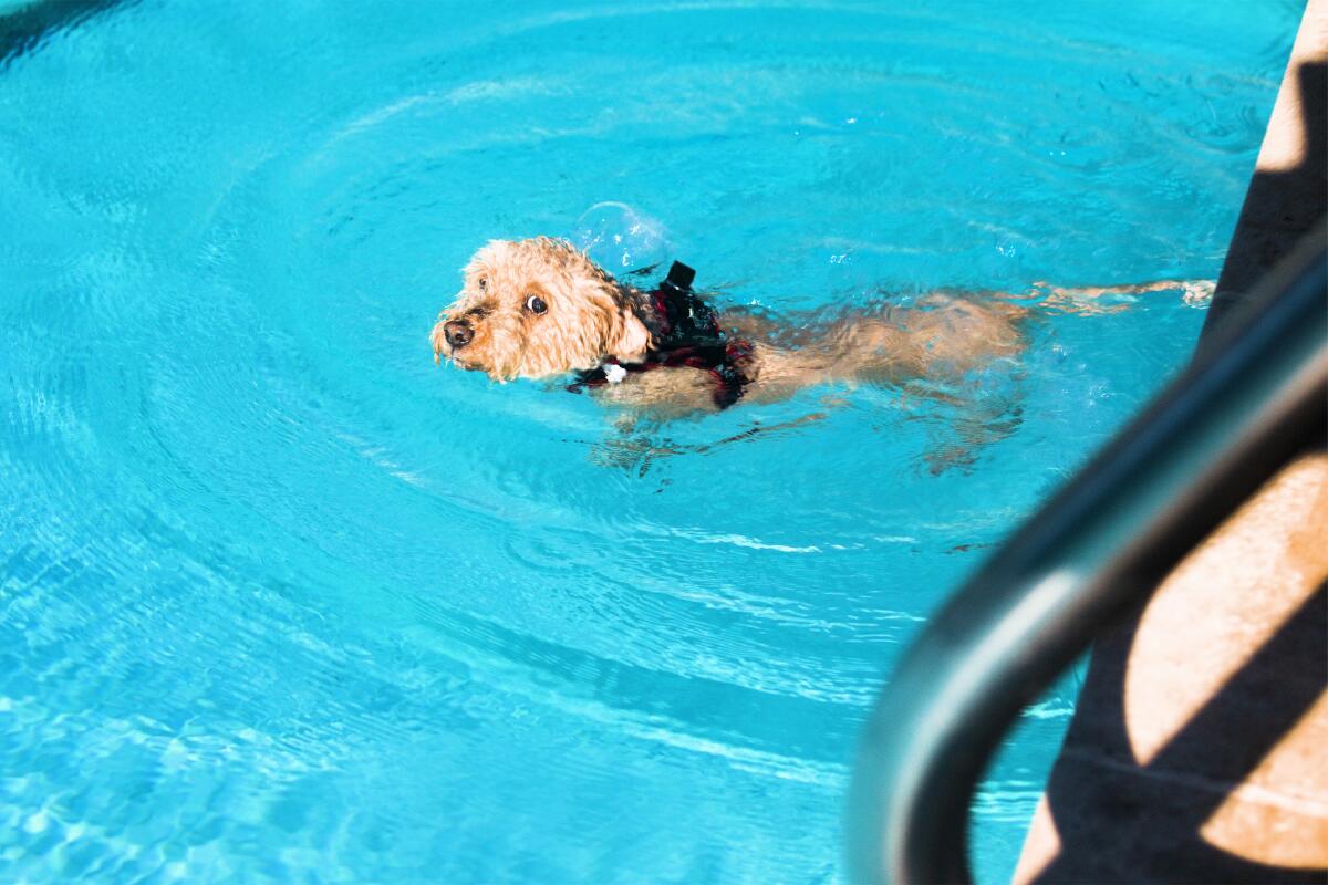 Dogs swim during a Pooches in the Pool event.